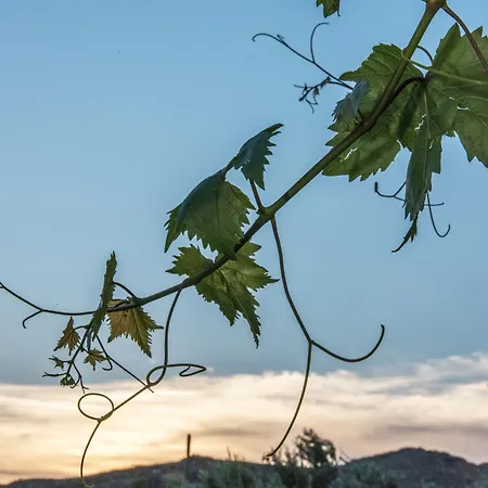 Didymes شقة كيونيا