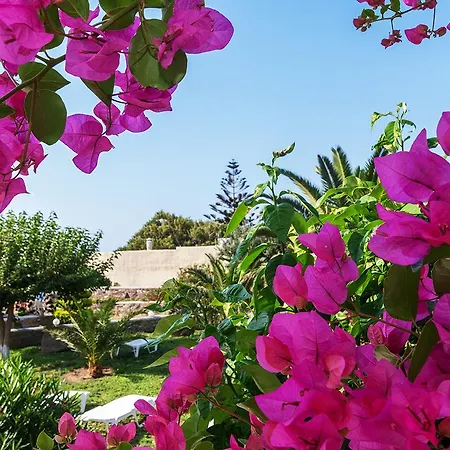 Didymes كيونيا