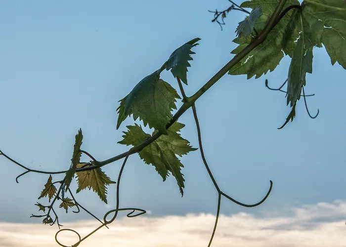 Didymes Studios Apartment Kionia